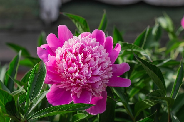 Pink peony grow in the garden closeup