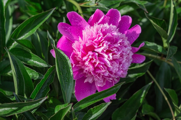 Pink peony grow in the garden closeup