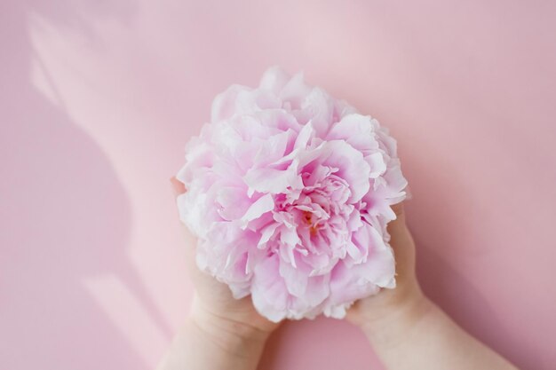 Pink peony in hands pink backgground