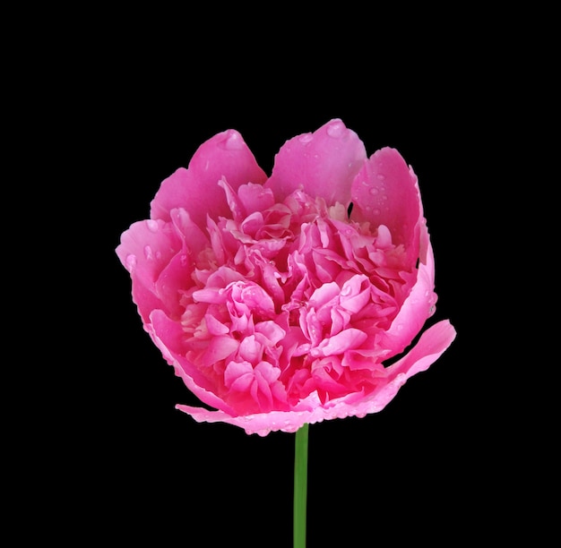 Pink peony isolated on a black background