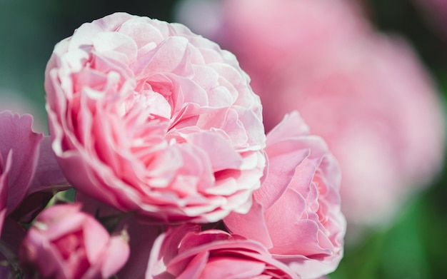 Photo pink peony roses in summer garden close up