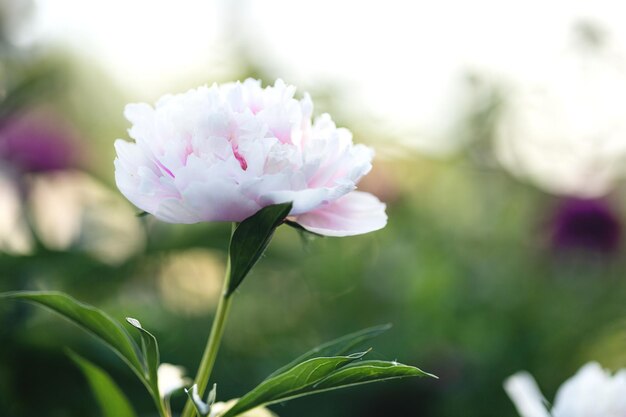 Pink peony in a summer flower bed closeup