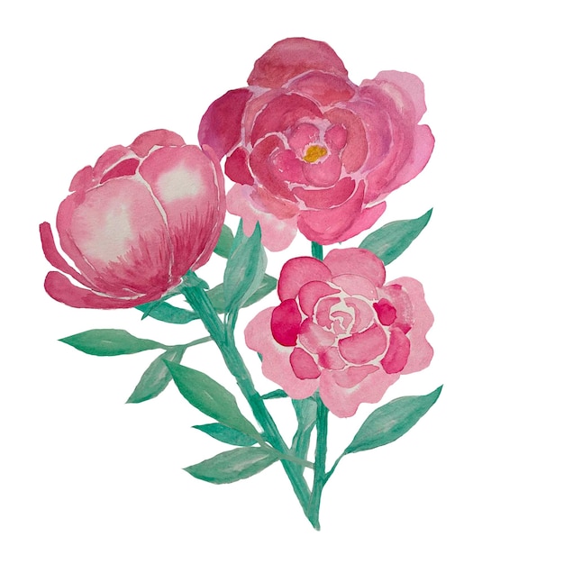 Pink peony watercolor flowers bouquet. Rose peony bud, peony leaves watercolor illustration.