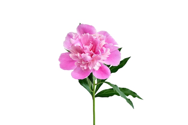 Pink peony with green leaves isolated on white background