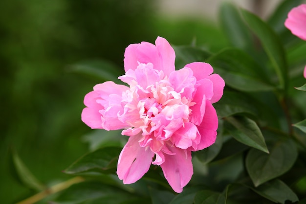 Pink peony.