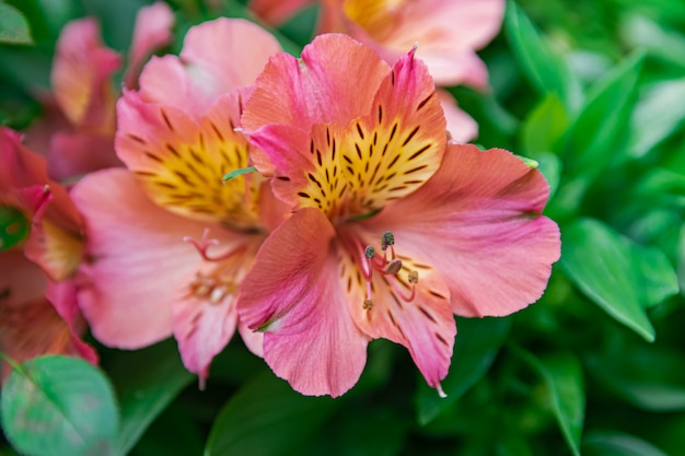 Pink Peruvian lily blooming with blurred background