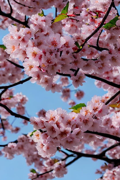 Pink Petals and Blue Skies cherryblossom