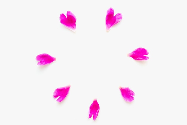 pink petals on a white background petals on a white background colored background