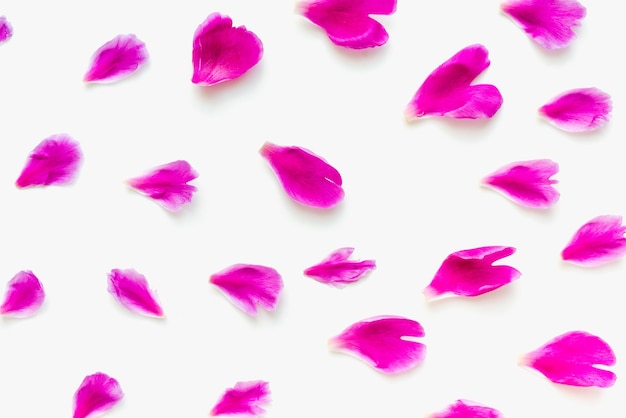 pink petals on a white background petals on a white background colored background