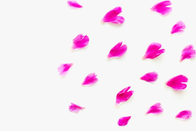 pink petals on a white background petals on a white background colored background