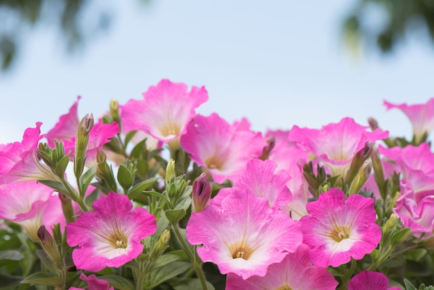 Pink petunia flower in bloom