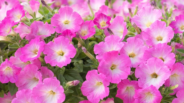 Pink petunia flower in bloom