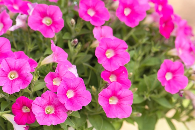 Pink petunia flower in bloom