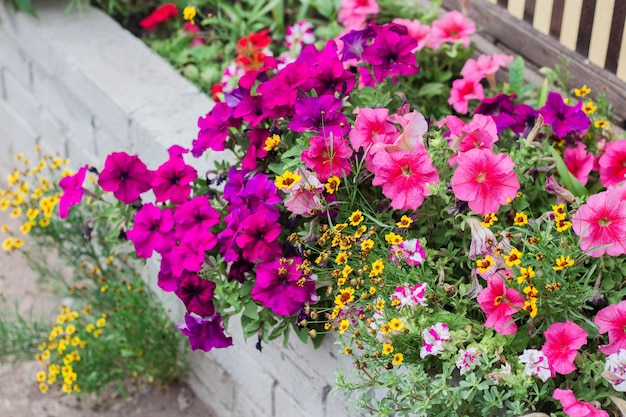 Pink petunias and other flowers are blooming in the flower bed