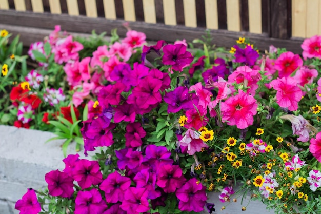 Pink petunias and other flowers are blooming in the flower bed