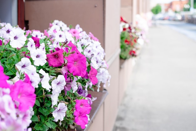 Pink petunias planted outside by the window Street window decorations with flowers