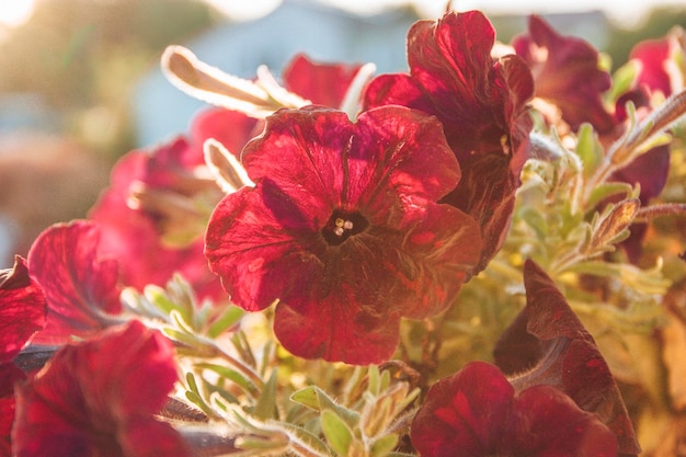 Pink petunias