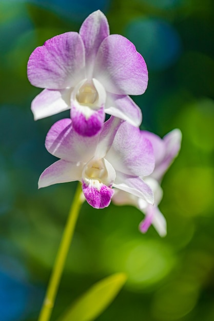 Pink Phalaenopsis or Moth dendrobium Orchid flover Background Orchid