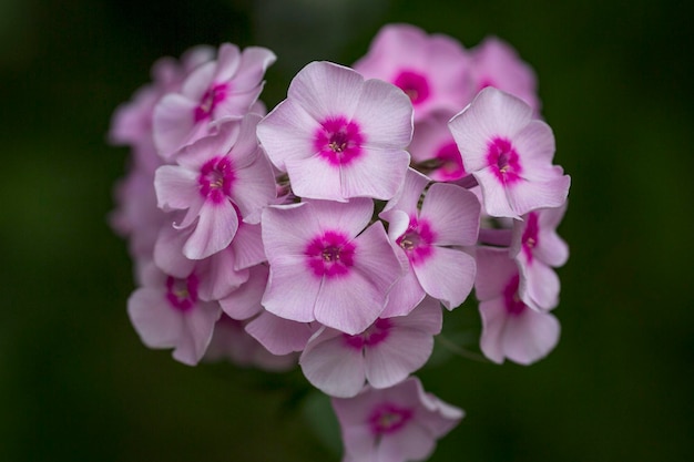 Pink phlox Decorative flowers in the garden Closeup