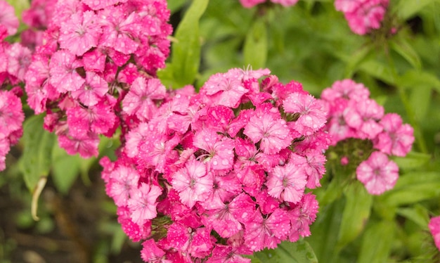 Pink Phlox flower - genus of flowering herbaceous plants with beautiful bokeh, selective focus.