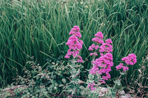 Pink phlox grows in the garden