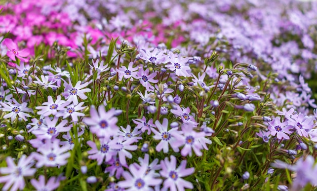 Pink phlox subulata. background of flowers phlox subulata.