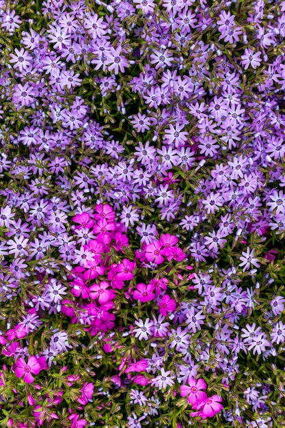 Pink phlox subulata. background of flowers phlox subulata.