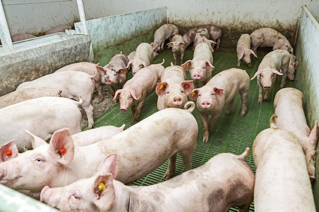 Pink pigs on the farm Swine at the farm Meat industry Pig farming to meet the growing demand for meat