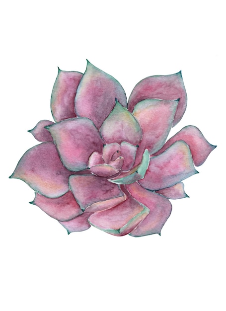 Pink plant succulent painted in watercolor on white background