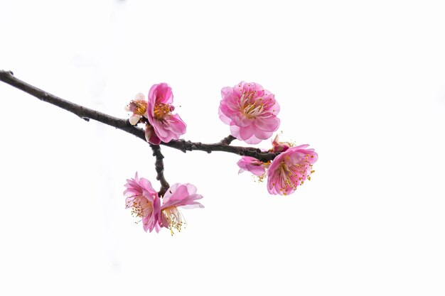 Pink plum blossoms on  white background