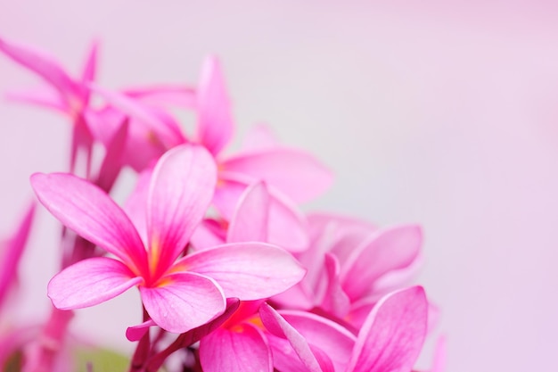 Pink plumeria flower blooming on bright background