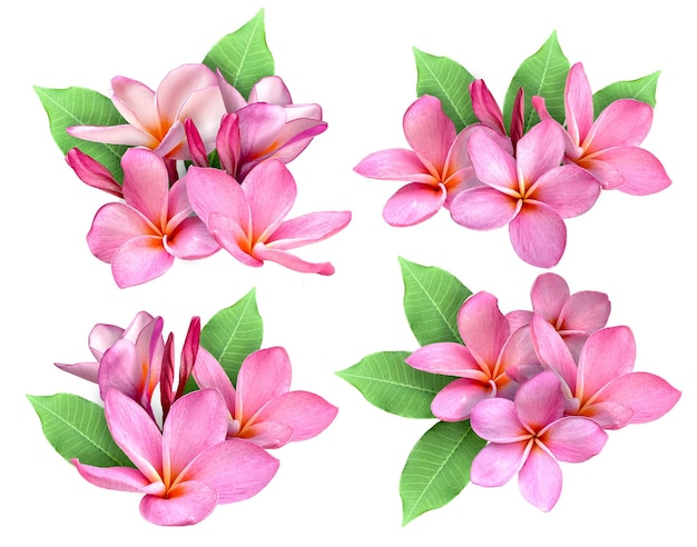 Pink Plumeria flower or frangipani flower isolated white background