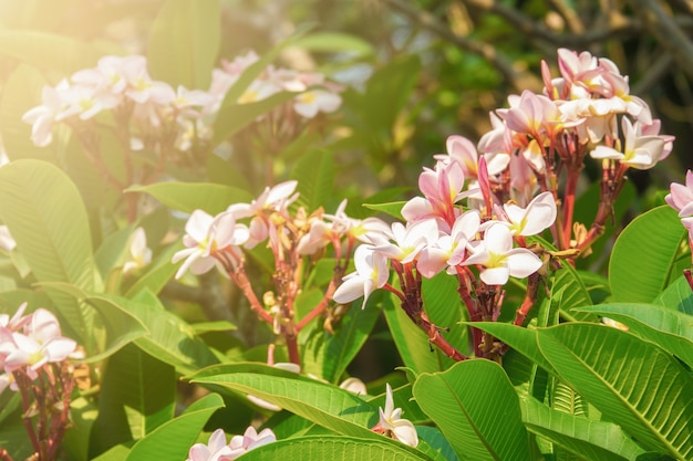 Pink plumeria flower 