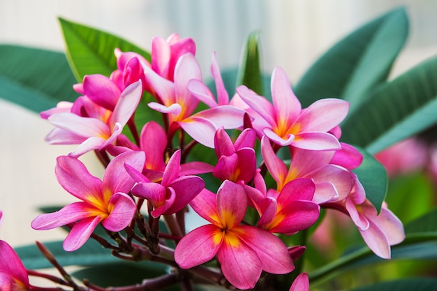 Pink Plumeria Flowers