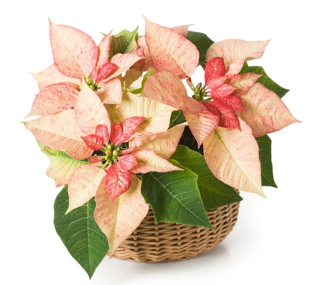 Pink poinsettia in a basket