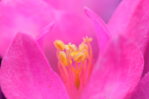 Pink pollen flowers on tree