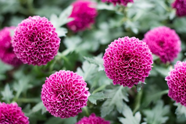 Pink pompons Chrysanthemum in the garden.