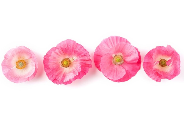 Pink poppy flowers isolated on white background Top view Floral pattern