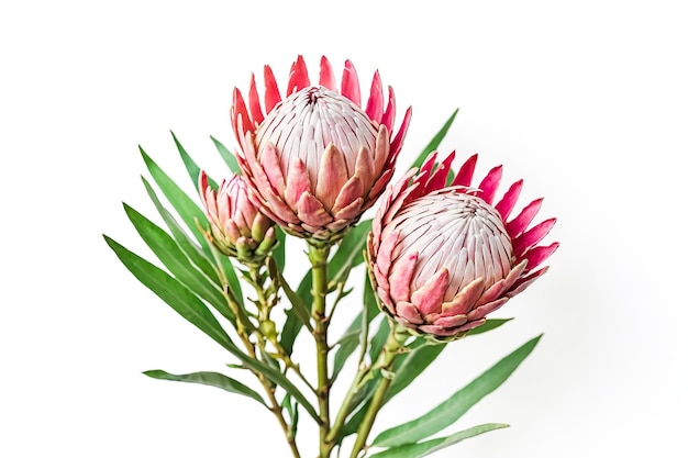 Photo pink protea flower bouquet isolated on white background