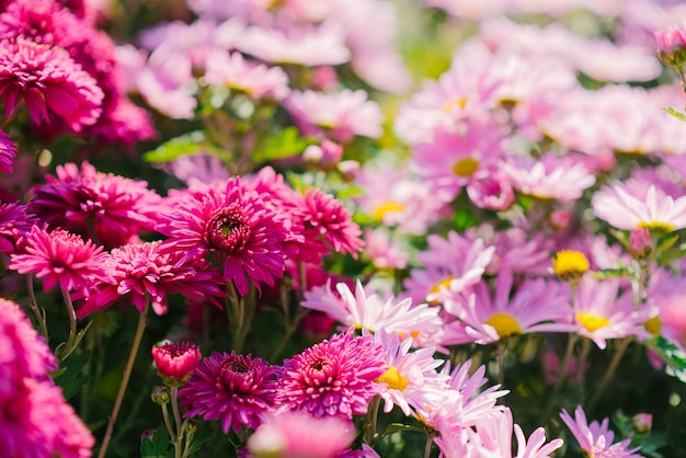 Pink and purple autumn chrysanthemums bloom in the garden