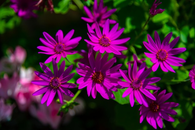 pink purple chrysanthemum on green background in the garden