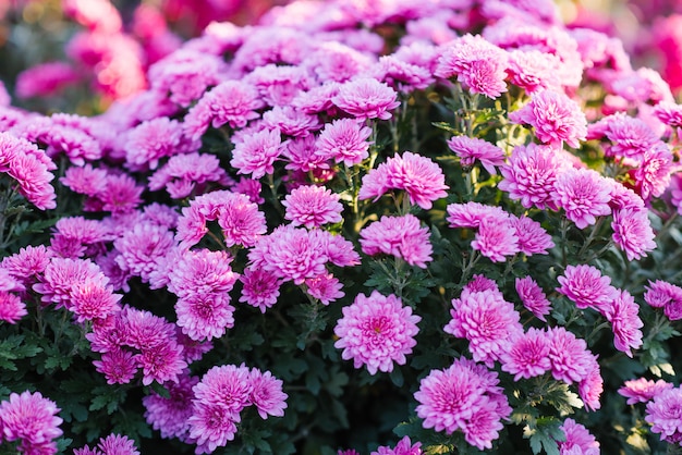 Pink purple chrysanthemums bloom in the autumn garden, floral