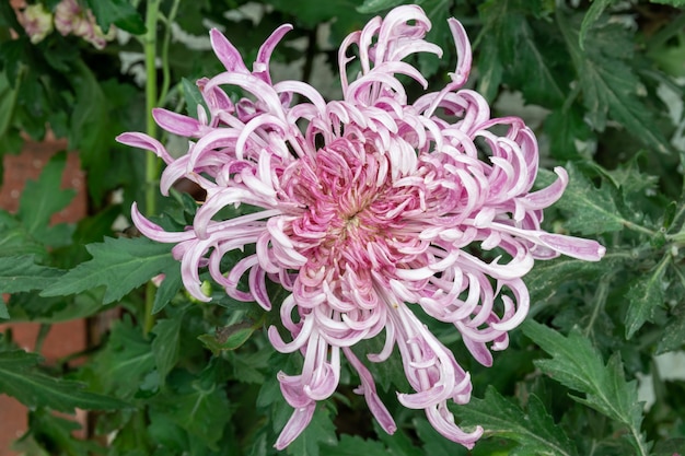 The pink purple chrysanthemums with thin and long petals opened