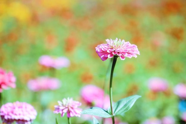 Pink and purple Chrysanthemums.