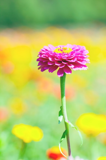 Pink and purple Chrysanthemums.