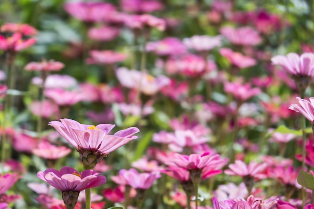 Pink and purple cosmos flowers farm in the outdoor