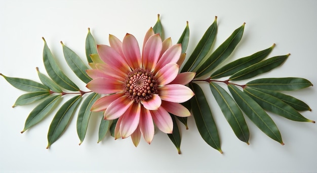 Photo a pink and purple flower is shown with green leaves