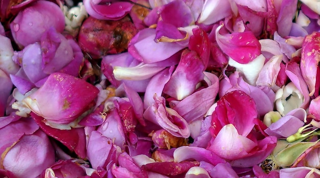 Pink Purple Flower Petals Picture for Wedding Procession