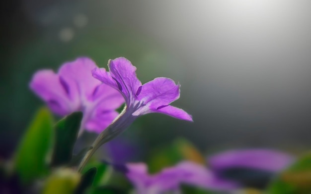 Photo pink and purple flowers on a blurred background soft focus