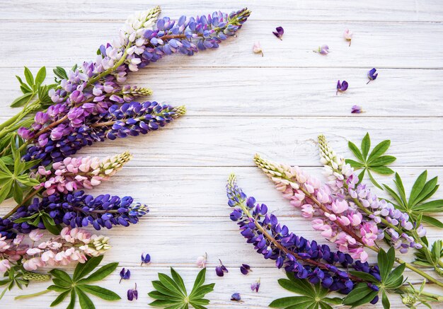 Pink and purple lupine flowers